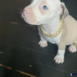 American Bully