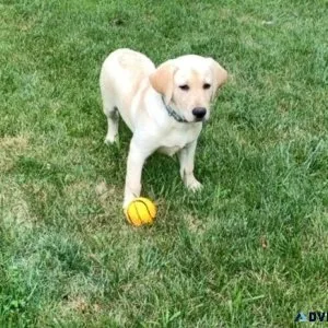 Labrador Retriever puppies