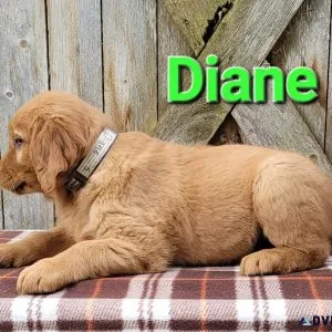 AKC Golden Retrievers born July 26th. Call 231 215 0062