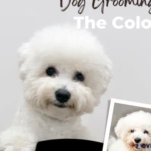Grooming Excellence Your Dog s Spa Day at Paw Oasis Pet Resort