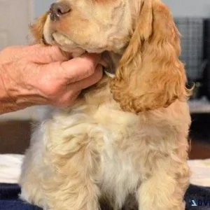 Well Socialized Cocker Spaniel puppies.