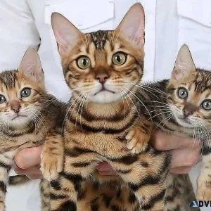 Selling male and female bengal kittens