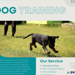Professional Dog Training School in Chennai