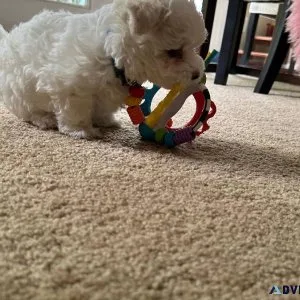 Maltese