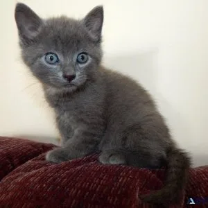 fvjujschud Russian blue kittens