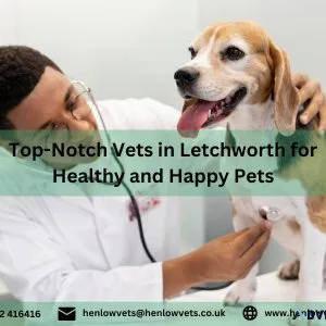 Top-Notch Vets in Letchworth for Healthy and Happy Pets