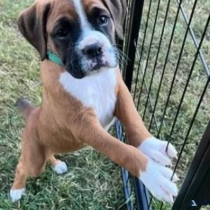 Home raised Boxer puppies available