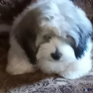 Beautiful 12 long haired Dashound and 12 shitzu