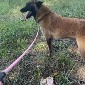 Belgian malinois female