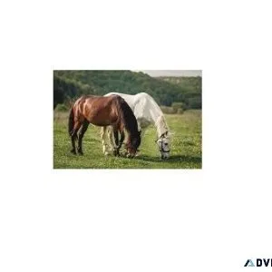 equine cremation services