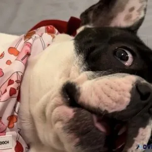 i want to give out My French Bulldog