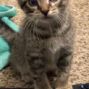 Kittens
