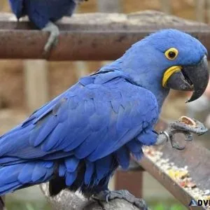 Gorgeous Hyacinth Macaw Parrots