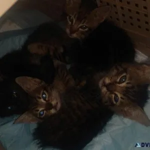 Basket tabbies need a home