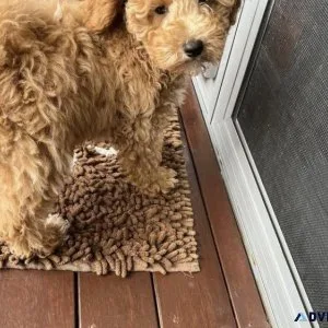Poodle puppy for adoption