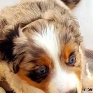 Mini Aussie pups  prices negotiable