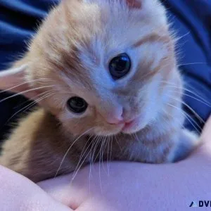 Beautiful Kittens For Sale