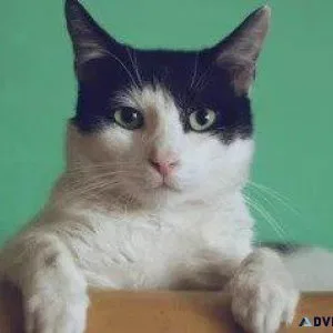 Taking Your Cat To The Vet - Vet Clinic in Omaha NE