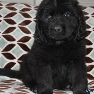 bhnr Quality Newfoundland Puppies