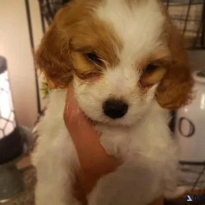 F2 cockapoo minis