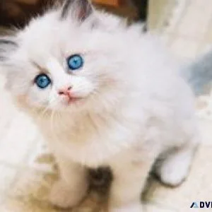 Cute Ragdoll Kittens Available For Rehoming