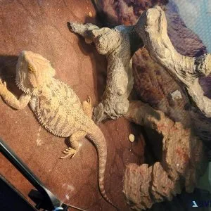 Bearded Dragon