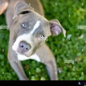 BlueWhite Male BRIGHT HAZEL EYES slender
