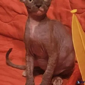 Devon rex kitten