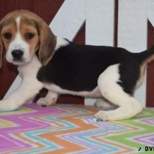 Well Socialized Beagle puppies ready now
