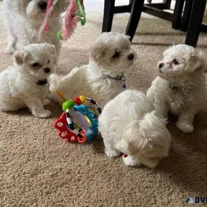 Available Maltese pups