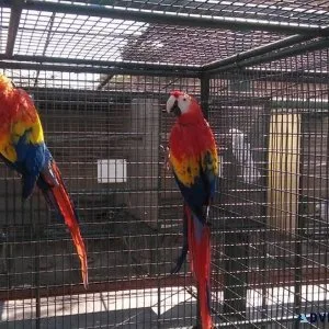 Most Adorable Scarlet Macaws for lovely homes