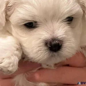 MALE AND FEMALE MALTESE PUPPIES