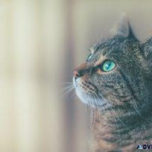 5 Simple Ways To Keep Your Cat Safe - Vet in York PA