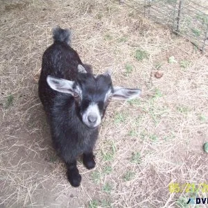 8 Week Old Male Pygmy Goat