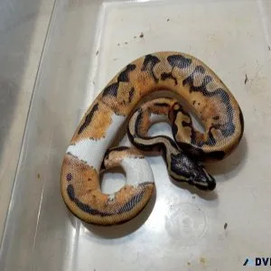 Ball Python Morphs