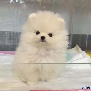 Pomeranian Female Puppy - Available now