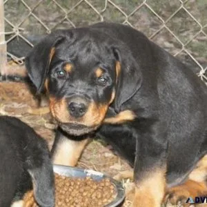 loyal expert German rottweiler puppies for Sale