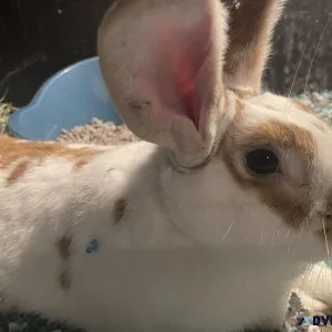 Rabbit dude needs a good home immediately