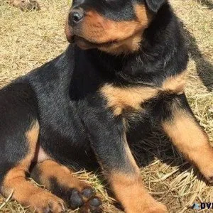 modern expert German rottweiler puppies for Sale