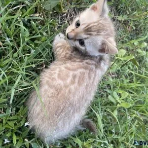 TICA Reg. Bengal Kittens