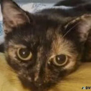 Female Tortoiseshell Tabby