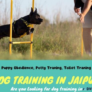 Dog Trainer in Jaipur