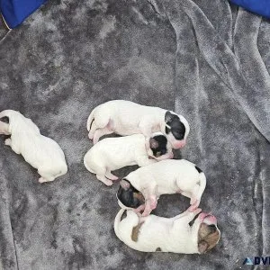 5 Jackapoo Puppies