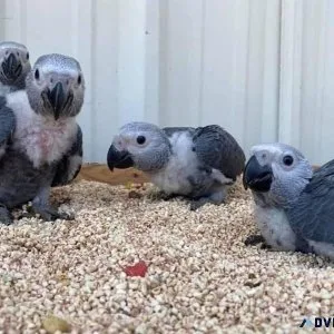 Super Friendly Congo African grey babies for sale