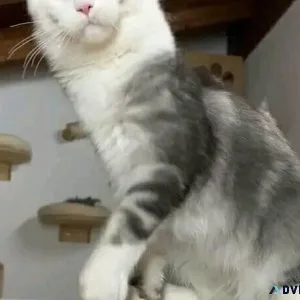 Maine coon kittens wwhite