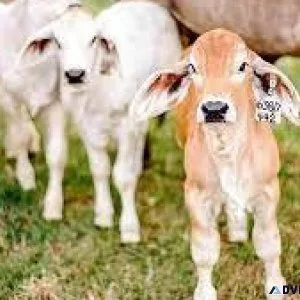 cow 7 cow pair  avaiable