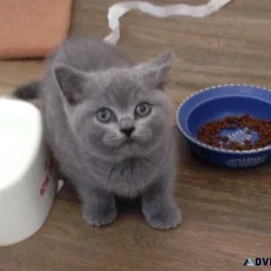 Beautiful Pedigree Blue British Shorthair Kittens