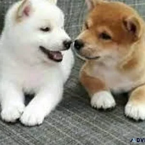 Fkslq Wonderful Shiba Inu Puppies ready now...