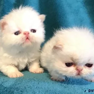 Himalayan Kittens of European Roots