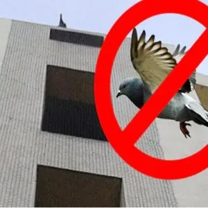 Pigeon safety nets in bangalore